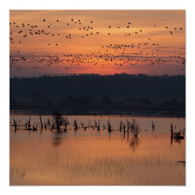 Poster Birds (Devant)