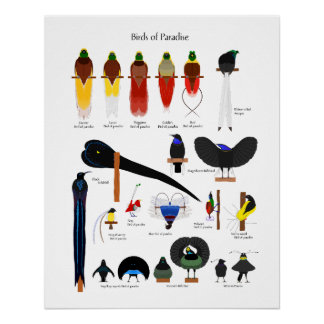 Poster Birds of Paradise chart