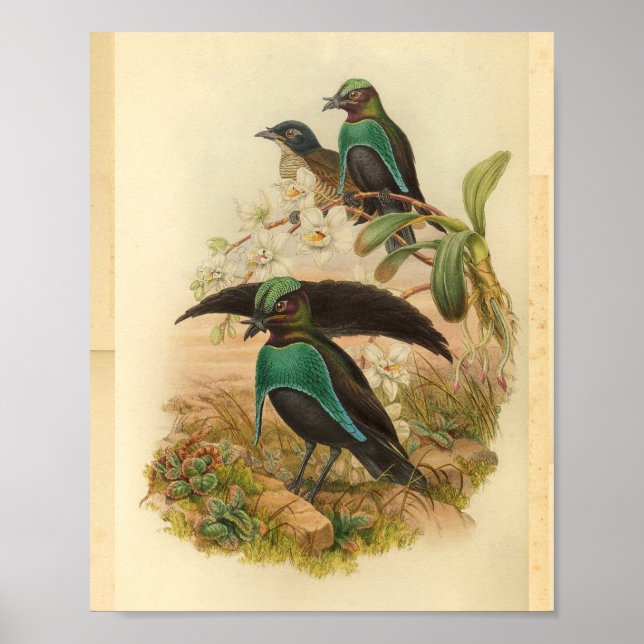 Poster Birds of Paradise Green Blue Vintage Imprimer (Devant)