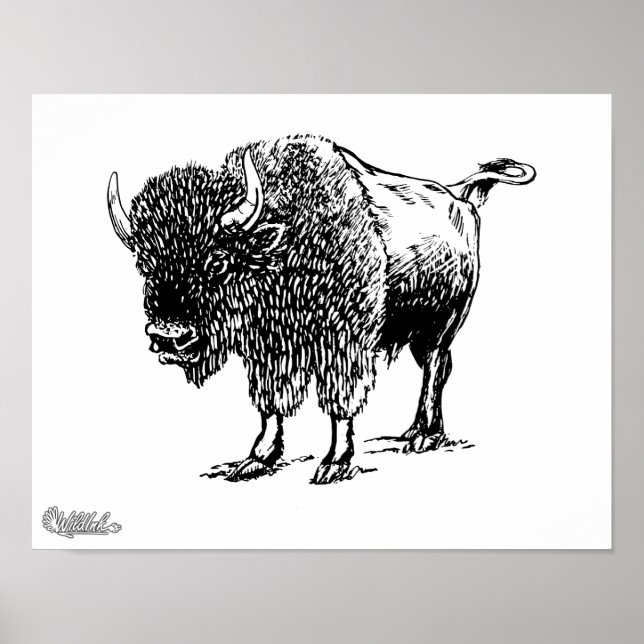 Poster Bison (Devant)