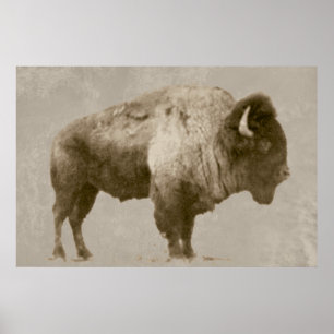 Poster Bison américain