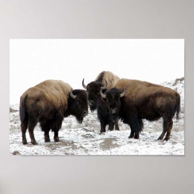 Poster Bison américain en hiver (Devant)