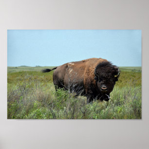 Poster Bison Bull à Maxwell Wildlife Refuge