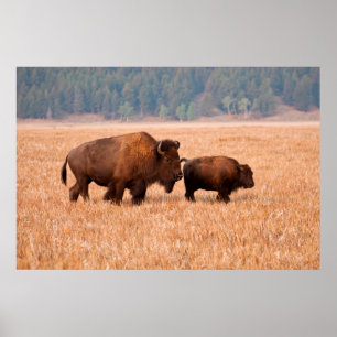 Poster Bison d'Amérique (Bison Bison) Vache et Veau