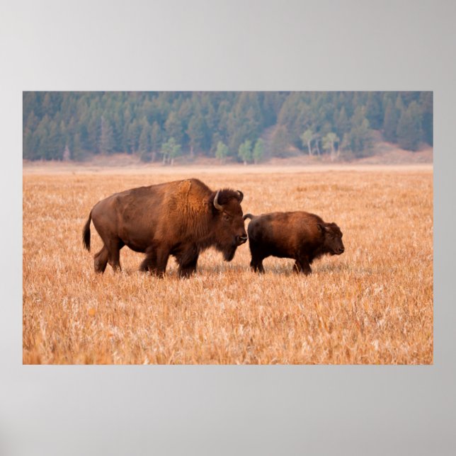Poster Bison d'Amérique (Bison Bison) Vache et Veau (Devant)