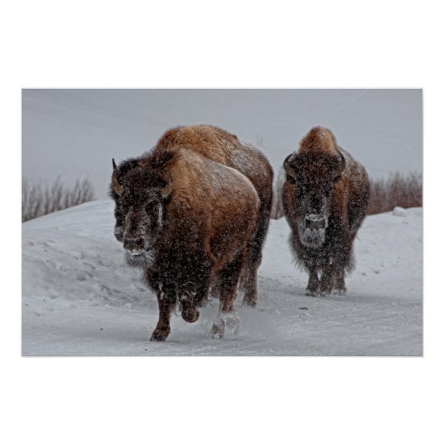 Poster Bison de Yellowstone (Devant)