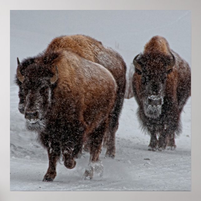 Poster Bison de Yellowstone (Devant)