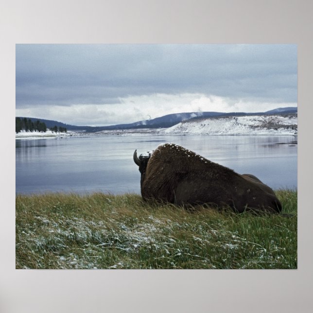 Poster Bison Reposant Sur La Rivière Yellowstone Avec Nei (Devant)