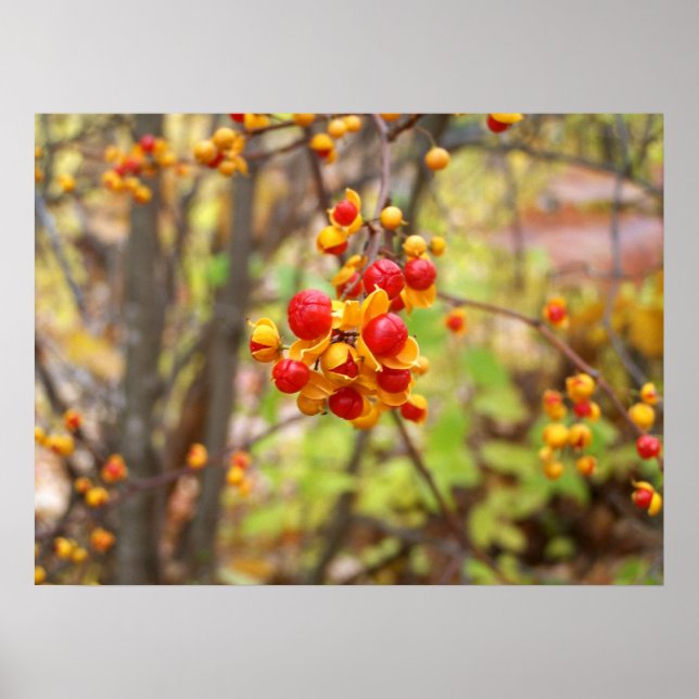 Poster Bittersweet (Devant)