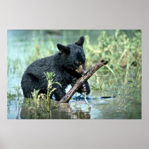 Poster Black Bear-cub in summer marsh
