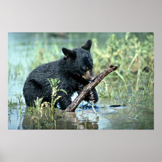 Poster Black Bear-cub in summer marsh (Devant)