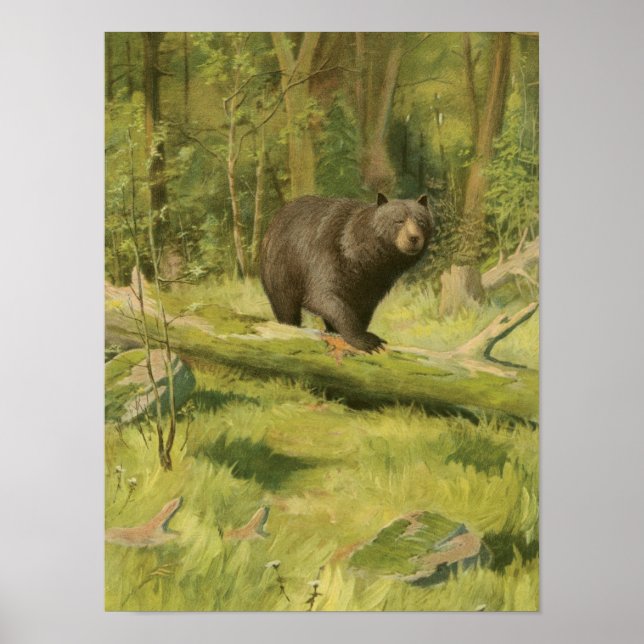 Poster Black Bear Stepping on a Tree Trunk (Devant)