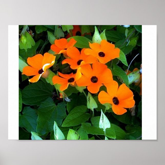 Poster Black Eyed Susan (Devant)