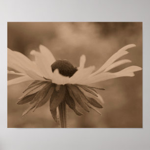 Poster Black Eyed Susan Daisy Flower