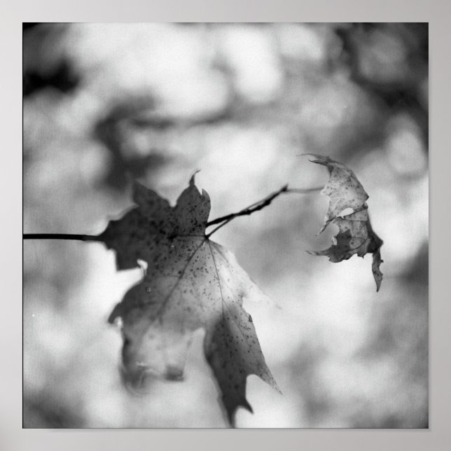 Poster Black & White Automne Wonderland (Devant)