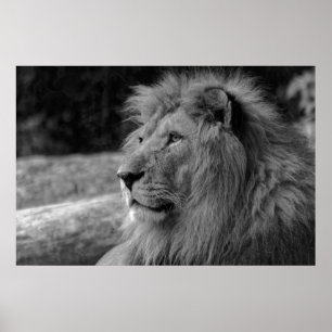 Poster Black & White Lion - Wild Animal Photography