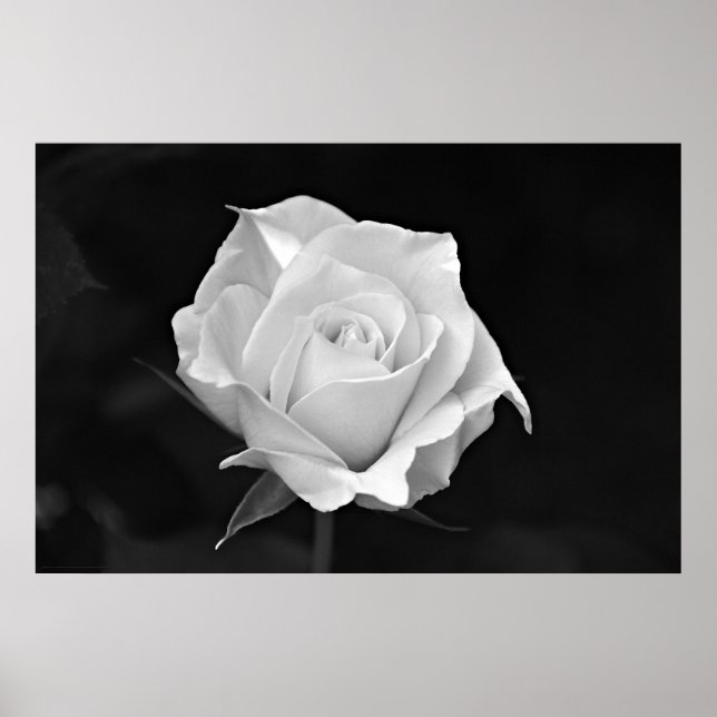 Poster Black & White Rose (Devant)