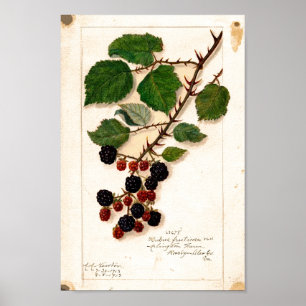 Poster - Blackberries Vintages