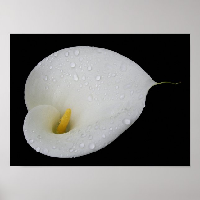 Poster blanc Arum Lily (Devant)