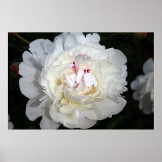 Poster Blanc Avec Une Touche De Couleur