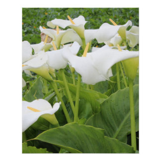 Poster Blanc Calla Lily