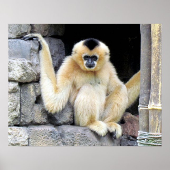 Poster blanc Cheeked Gibbon (2264) (Devant)