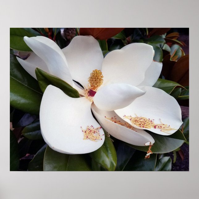 Poster blanc crémeux Magnolia Imprimer (Devant)