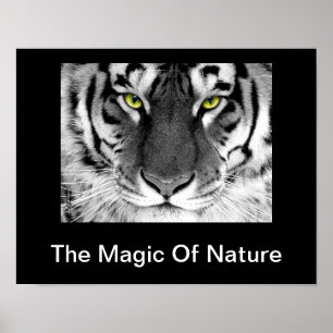 Poster blanc de tigre