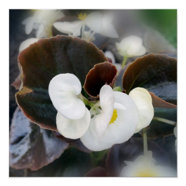 Poster blanc et burgundy (Devant)