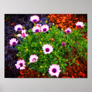 Poster blanc et mauve de la marguerite africaine #