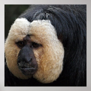 Poster blanc face Saki Monkey