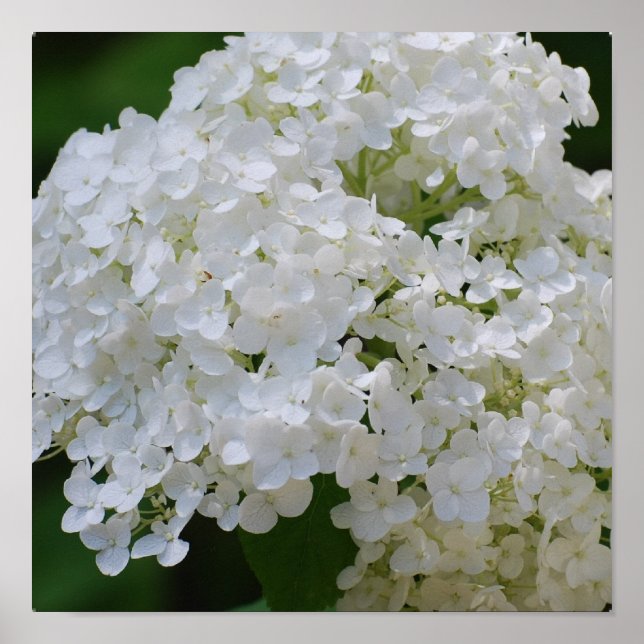 Poster blanc Hydrangea (Devant)