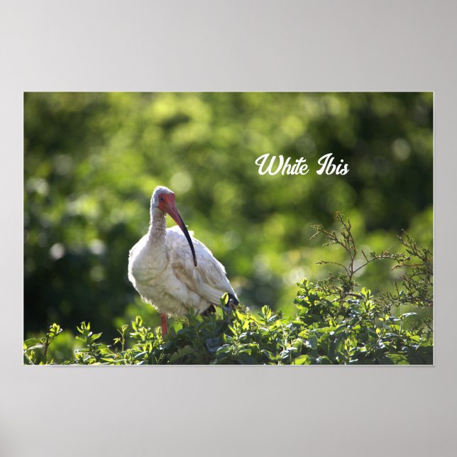Poster blanc Ibis (Devant)
