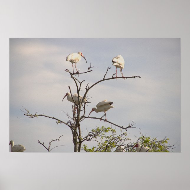 Poster blanc Ibis dans l'arbre (Devant)
