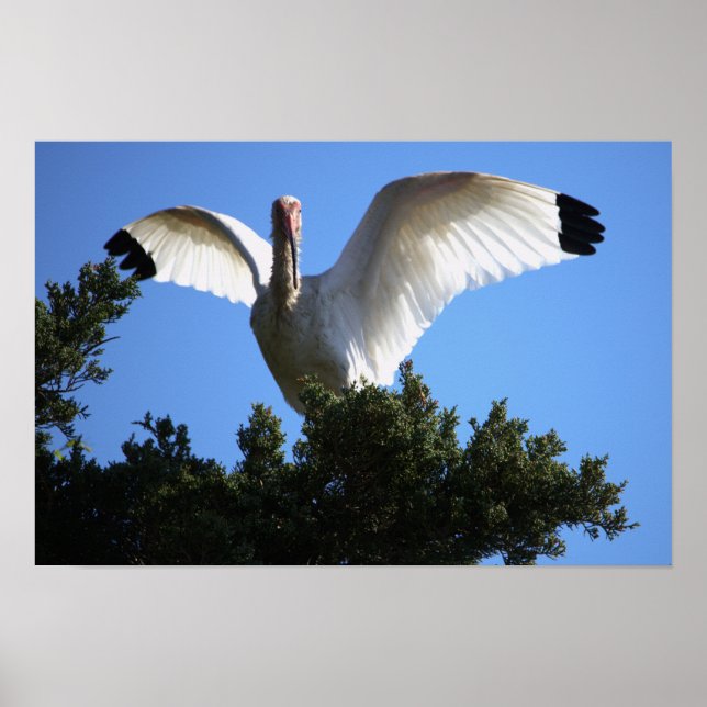 Poster blanc Ibis Spreading Wings (Devant)