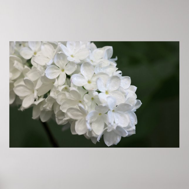 Poster blanc Lilacs (Devant)