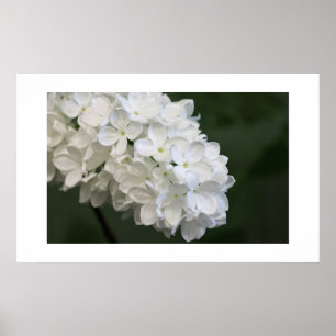 Poster blanc Lilacs