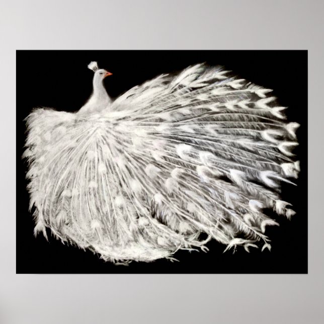 Poster blanc Peacock (Devant)