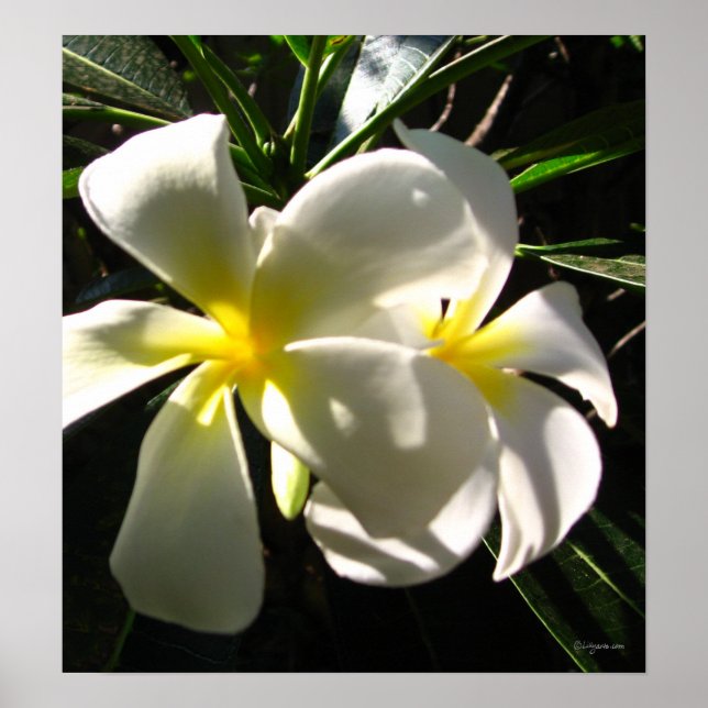 Poster blanc Plumaria Frangipani Fleurs Imprimer (Devant)