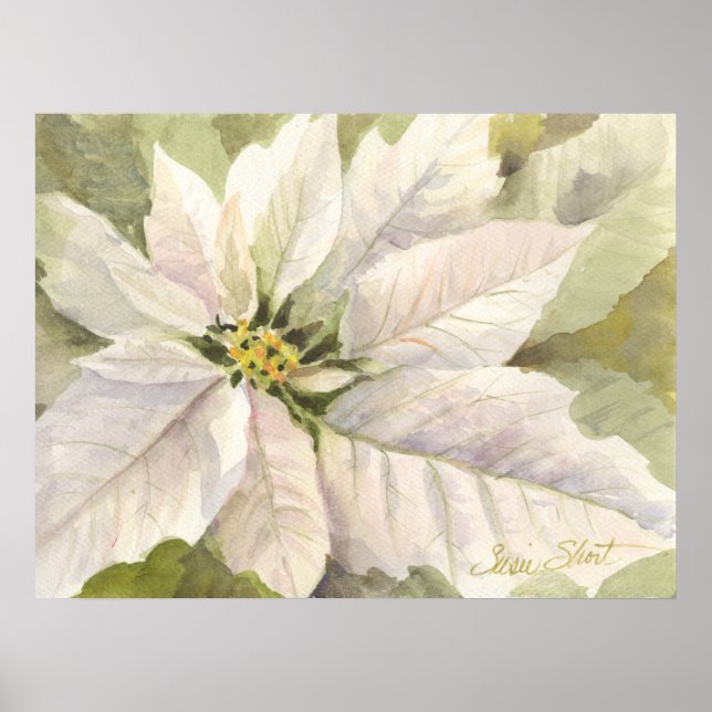 Poster blanc Poinsettia (Devant)