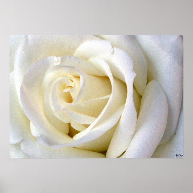 Poster blanc rose, S Cyr (Devant)