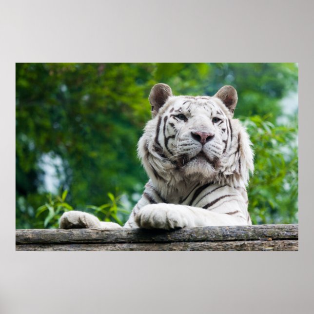 Poster blanc Tigre (Devant)