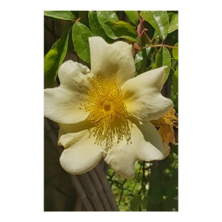 Poster Blanca flor