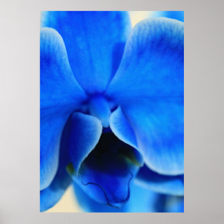 Poster Blaue Orchidee