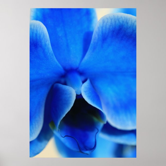 Poster Blaue Orchidee (Devant)