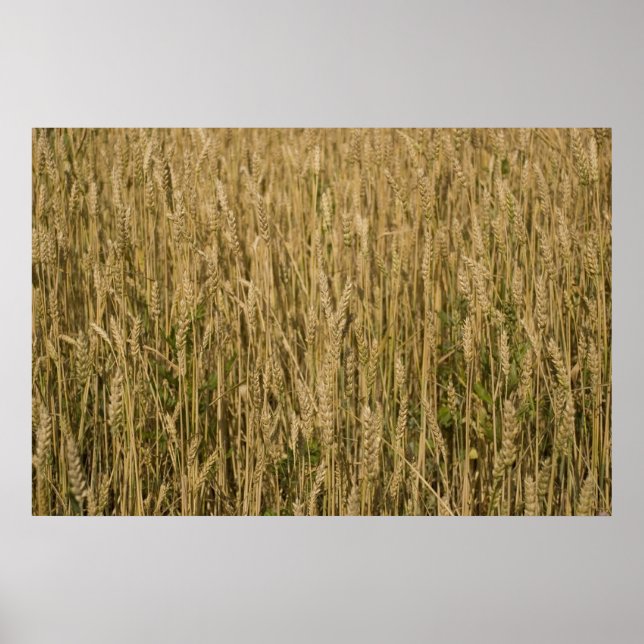 Poster blé (Devant)
