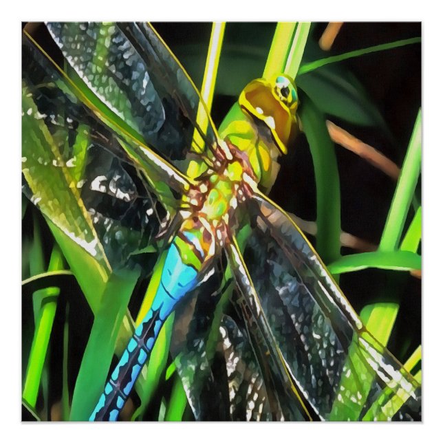 Poster Bleu Dragonfly Shimmering Wings Peinture (Devant)