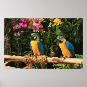Poster bleu et jaune de Macaw