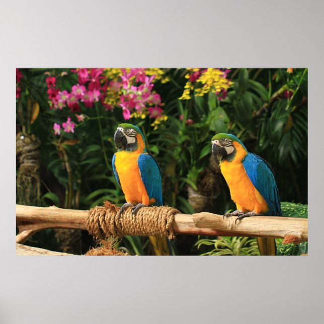 Poster bleu et jaune de Macaw (Devant)