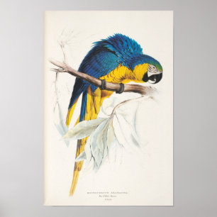 Poster bleu et jaune de Macaw